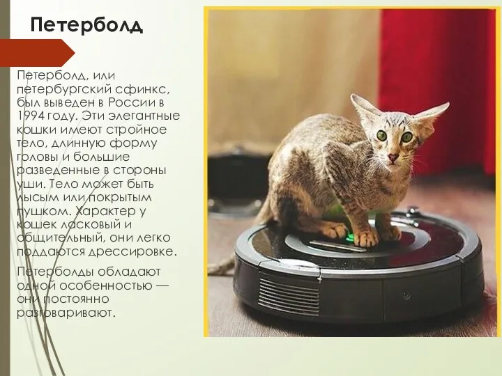 Петерболд Петерболд, или петербургский сфинкс, был выведен в России в 1994 году. Эти