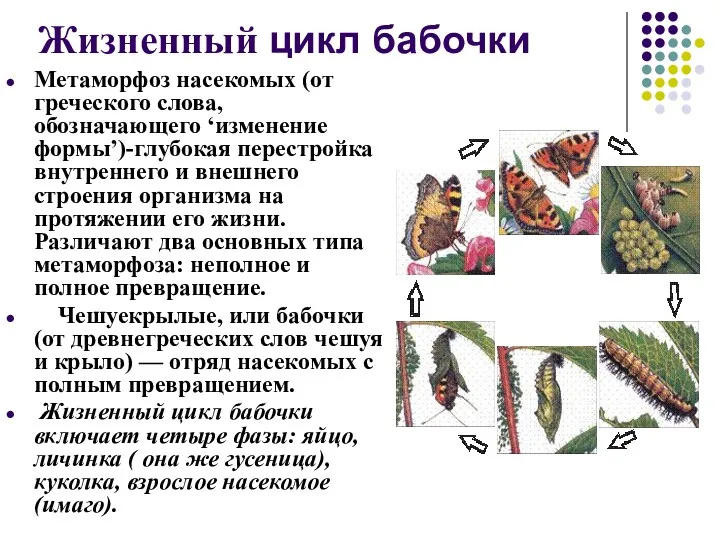 Жизненный цикл бабочки Метаморфоз насекомых (от греческого слова, обозначающего ‘изменение