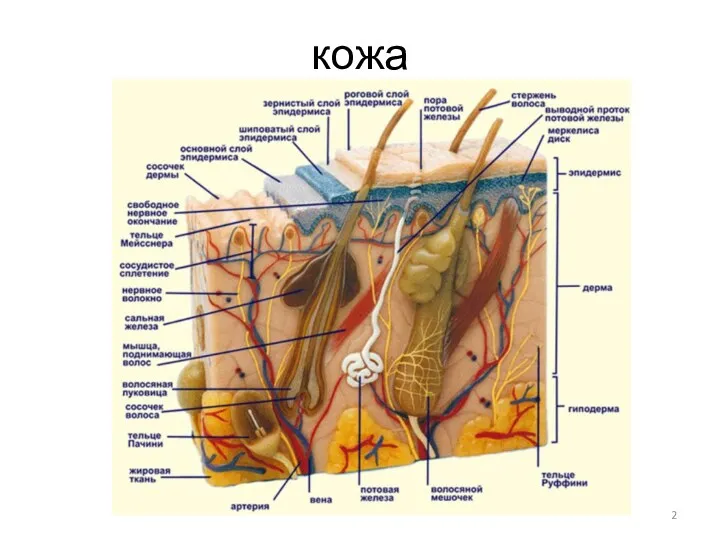 кожа