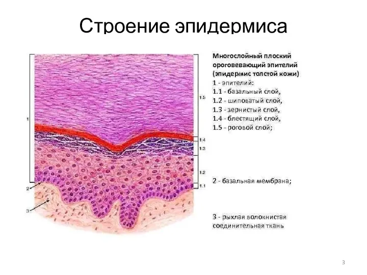 Строение эпидермиса