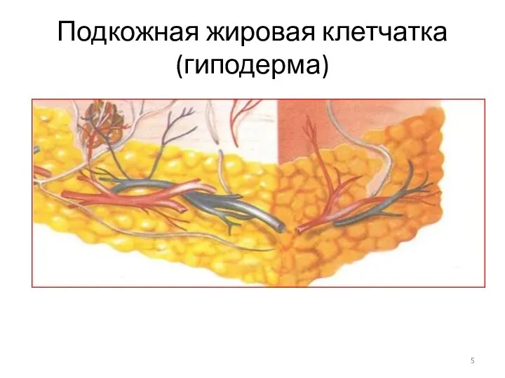 Подкожная жировая клетчатка(гиподерма)