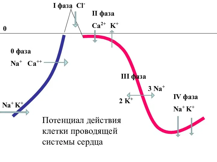 Na+ K+ II фаза Ca2+ K+ III фаза 3 Na+