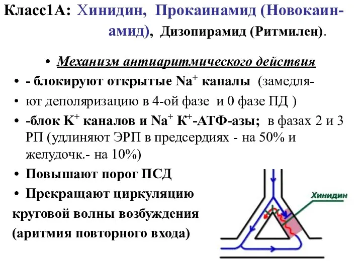 Класс1А: Хинидин, Прокаинамид (Новокаин- амид), Дизопирамид (Ритмилен). Механизм антиаритмического действия