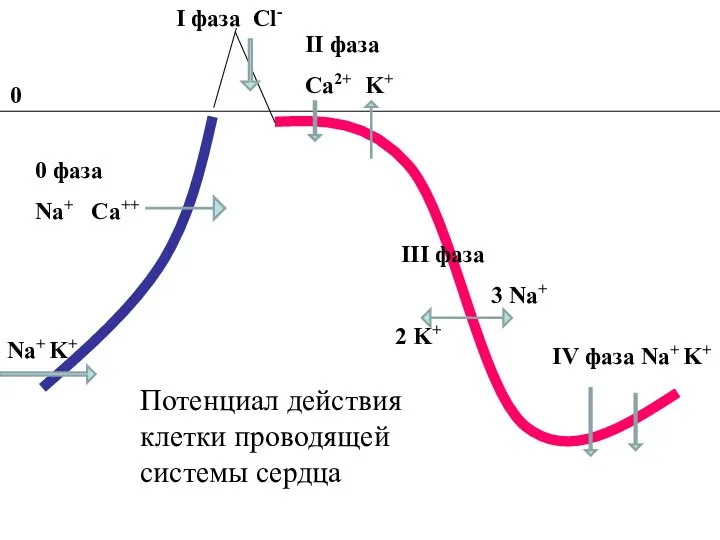 Na+ K+ II фаза Ca2+ K+ III фаза 3 Na+