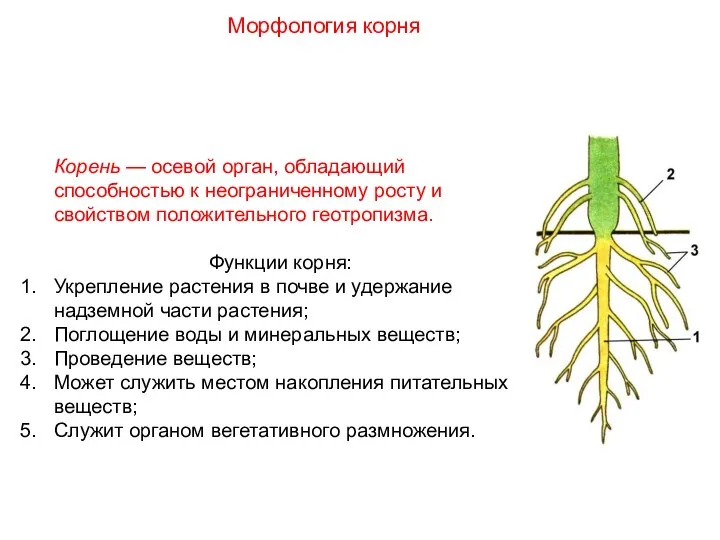 Корень — осевой орган, обладающий способностью к неограниченному росту и