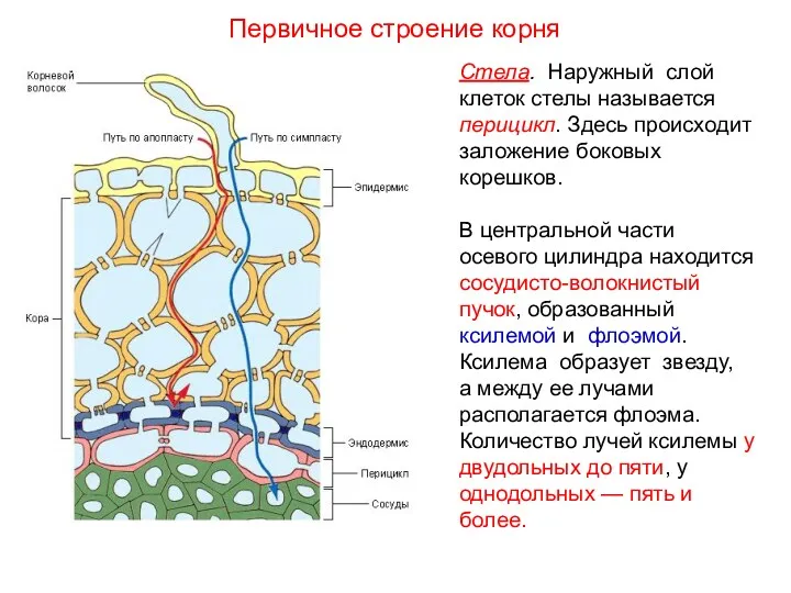 Стела. Наружный слой клеток стелы называется перицикл. Здесь происходит заложение