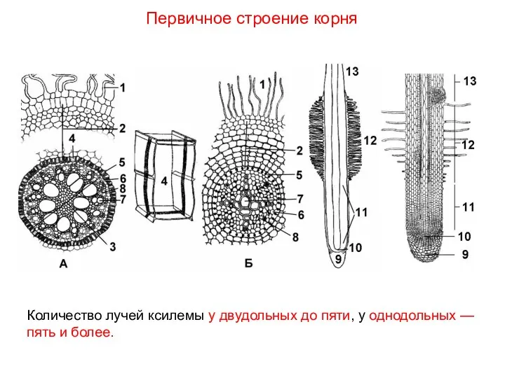 Первичное строение корня Количество лучей ксилемы у двудольных до пяти, у однодольных — пять и более.