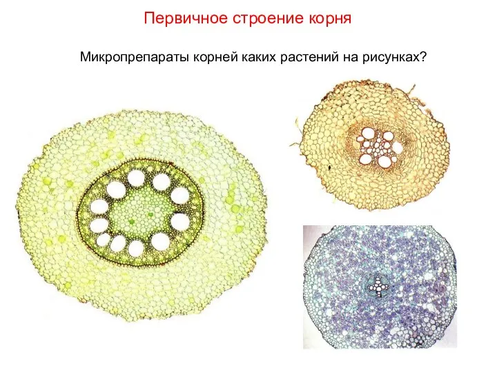 Микропрепараты корней каких растений на рисунках? Первичное строение корня