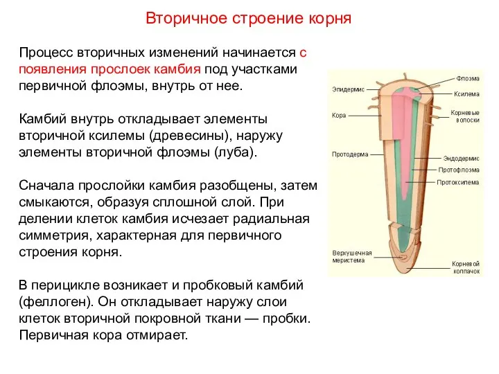 Процесс вторичных изменений начинается с появления прослоек камбия под участками