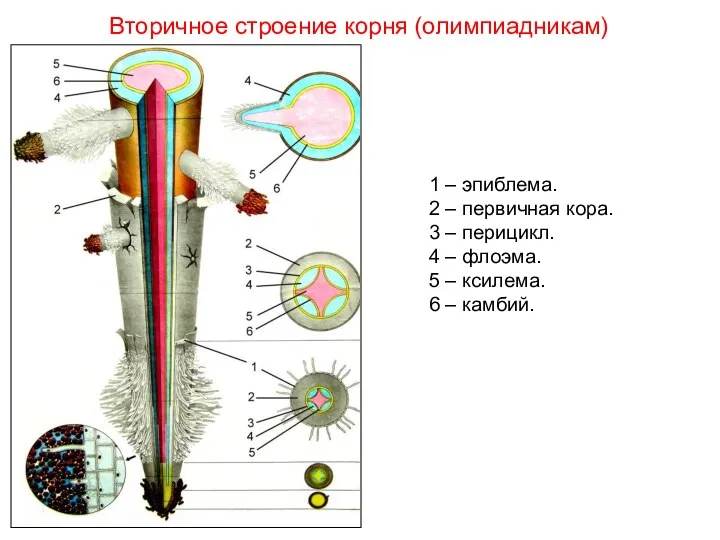 Вторичное строение корня (олимпиадникам) 1 – эпиблема. 2 – первичная