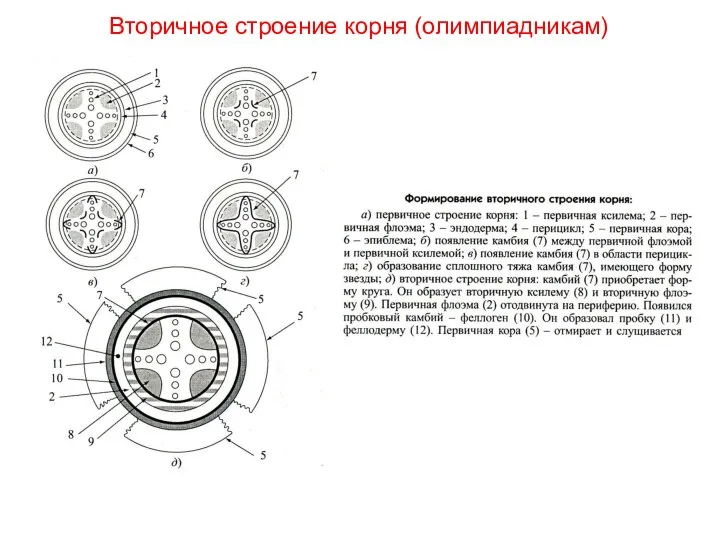 Вторичное строение корня (олимпиадникам)