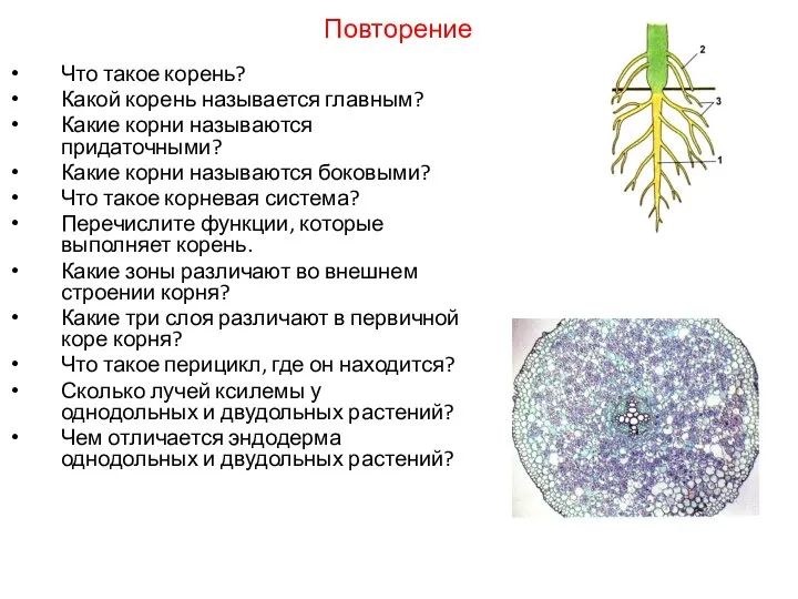 Что такое корень? Какой корень называется главным? Какие корни называются