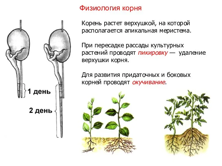 Корень растет верхушкой, на которой располагается апикальная меристема. При пересадке