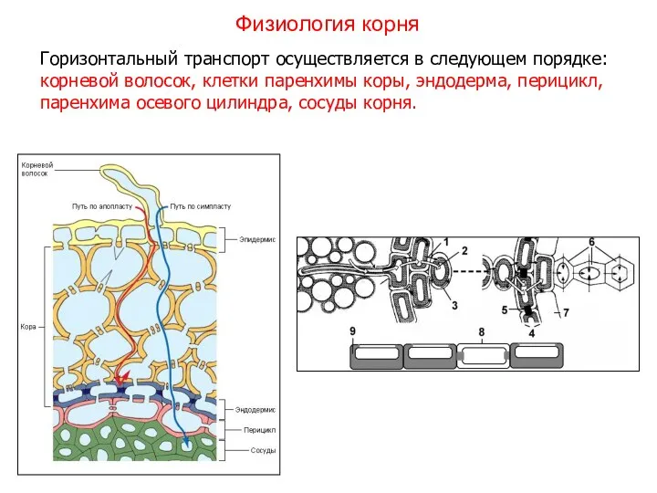 Горизонтальный транспорт осуществляется в следующем порядке: корневой волосок, клетки паренхимы