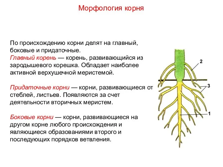 По происхождению корни делят на главный, боковые и придаточные. Главный