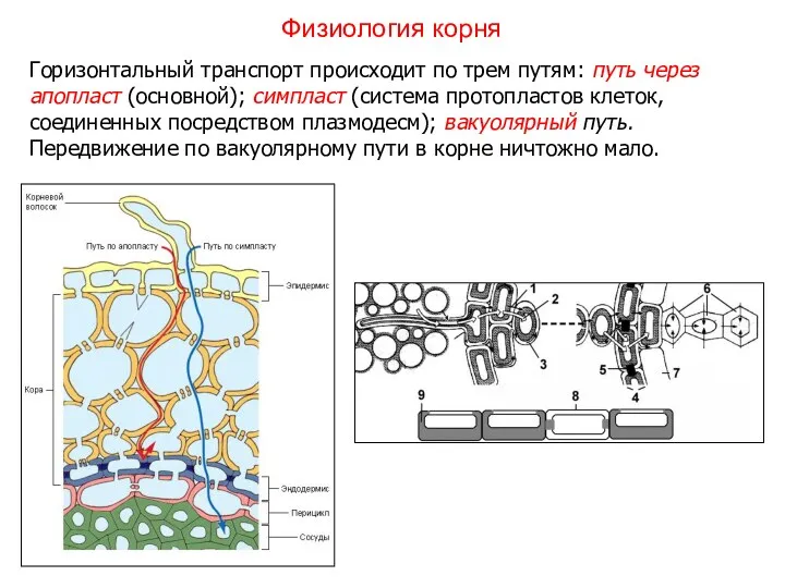 Горизонтальный транспорт происходит по трем путям: путь через апопласт (основной);