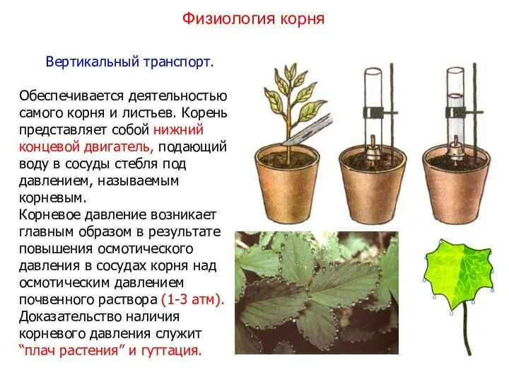 Вертикальный транспорт. Обеспечивается деятельностью самого корня и листьев. Корень представляет