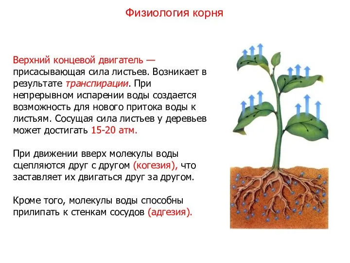 Верхний концевой двигатель — присасывающая сила листьев. Возникает в результате