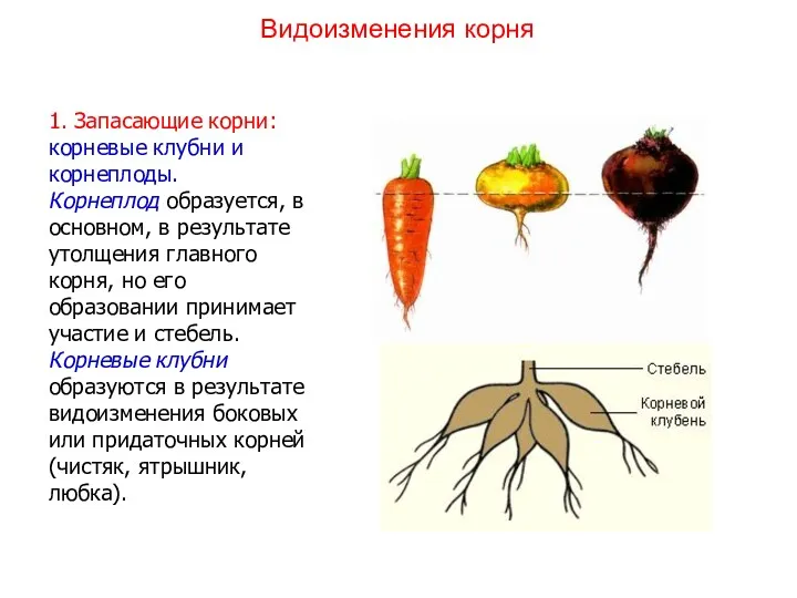 1. Запасающие корни: корневые клубни и корнеплоды. Корнеплод образуется, в