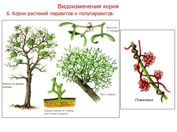 6. Корни растений паразитов и полупаразитов. Видоизменения корня