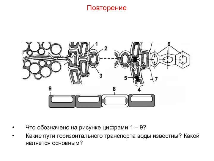 Что обозначено на рисунке цифрами 1 – 9? Какие пути