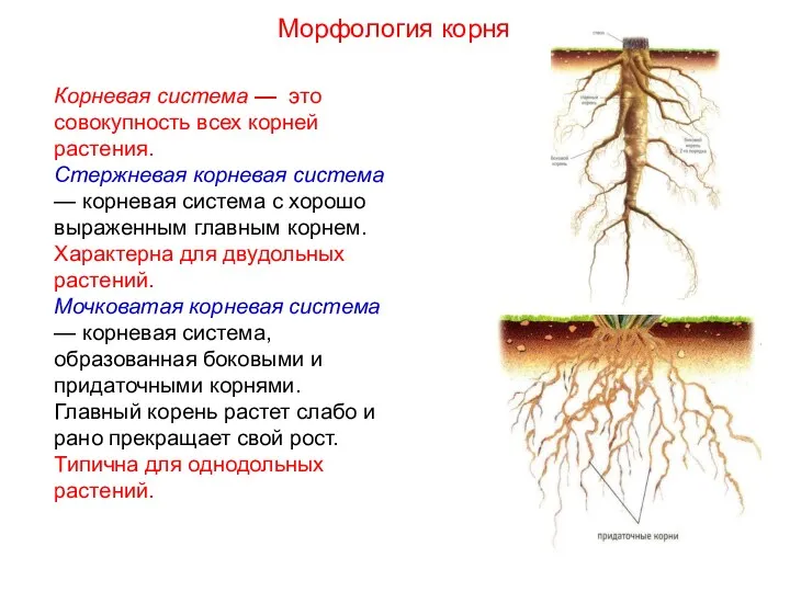 Корневая система — это совокупность всех корней растения. Стержневая корневая