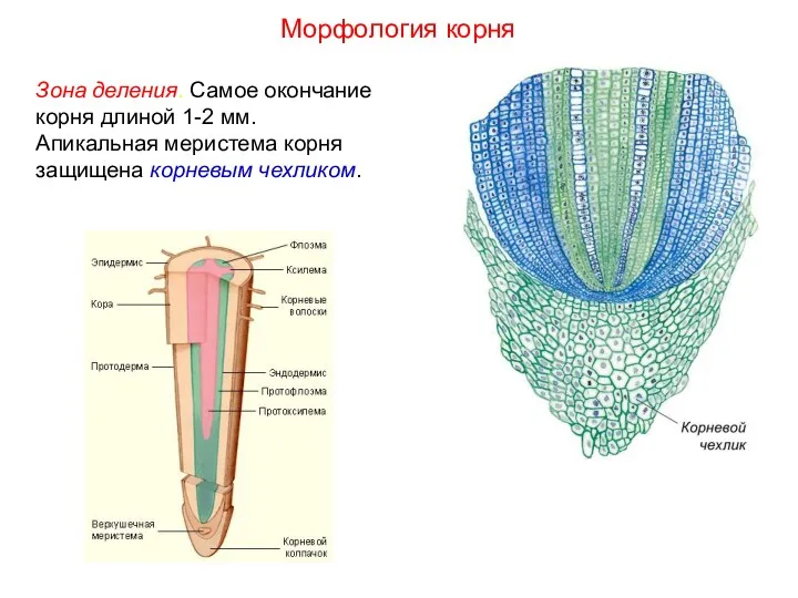 Зона деления. Самое окончание корня длиной 1-2 мм. Апикальная меристема корня защищена корневым чехликом. Морфология корня