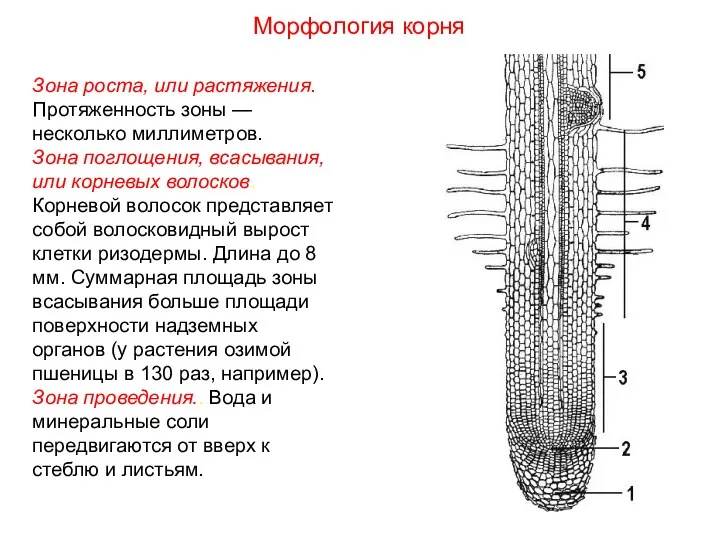 Зона роста, или растяжения. Протяженность зоны — несколько миллиметров. Зона