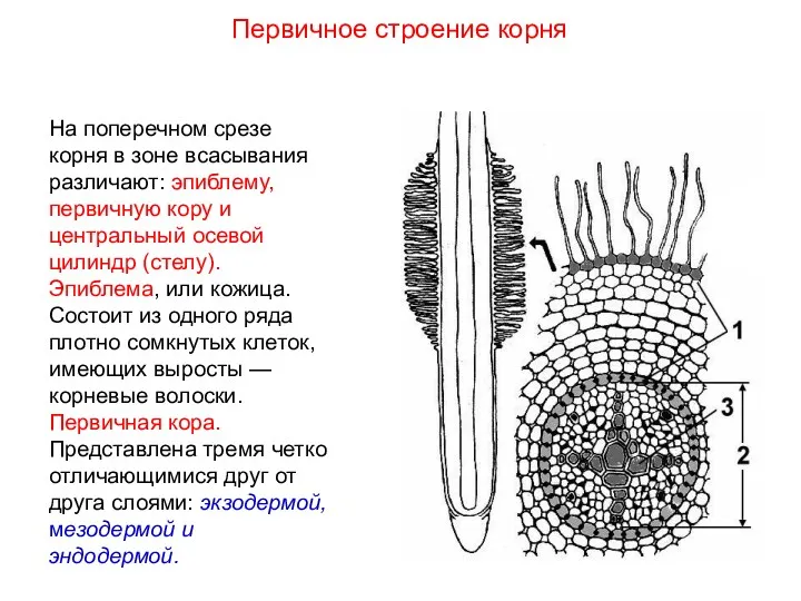 На поперечном срезе корня в зоне всасывания различают: эпиблему, первичную