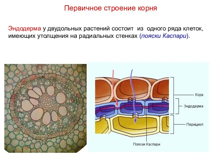 Эндодерма у двудольных растений состоит из одного ряда клеток, имеющих