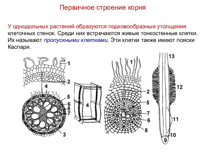 У однодольных растений образуются подковообразные утолщения клеточных стенок. Среди них