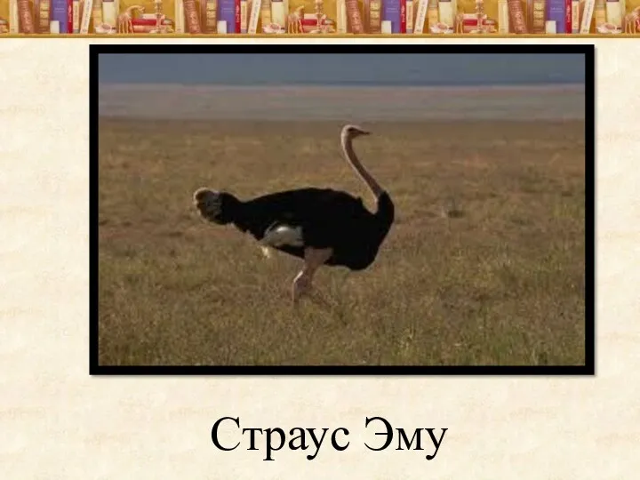 Страус Эму