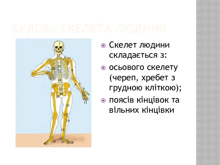 БУДОВА СКЕЛЕТА ЛЮДИНИ Скелет людини складається з: осьового скелету (череп,