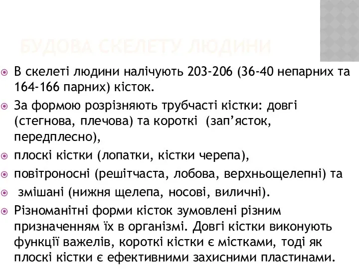 БУДОВА СКЕЛЕТУ ЛЮДИНИ В скелеті людини налічують 203-206 (36-40 непарних