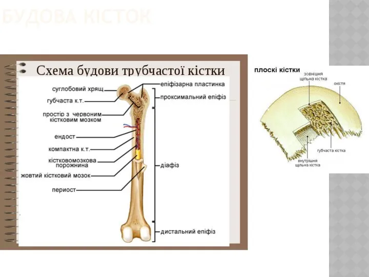 БУДОВА КІСТОК