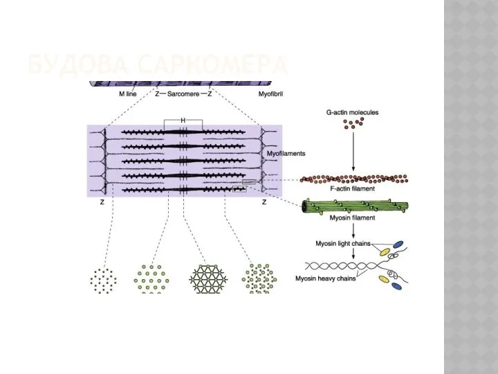 БУДОВА САРКОМЕРА