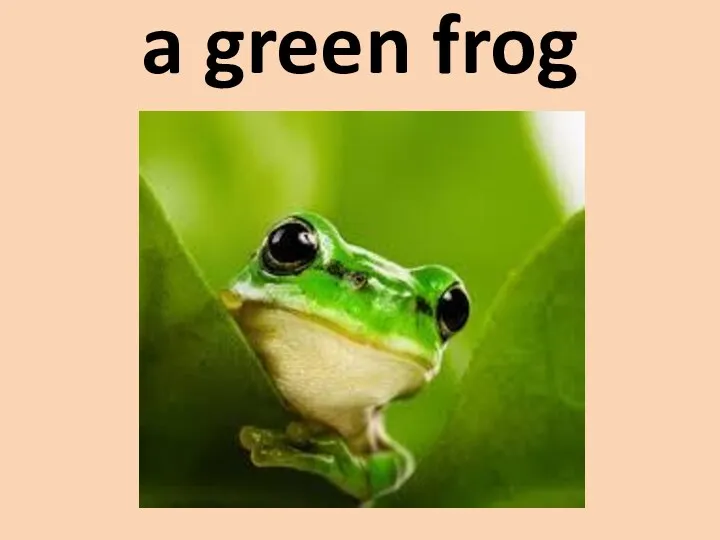 a green frog
