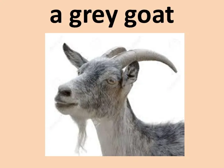 a grey goat