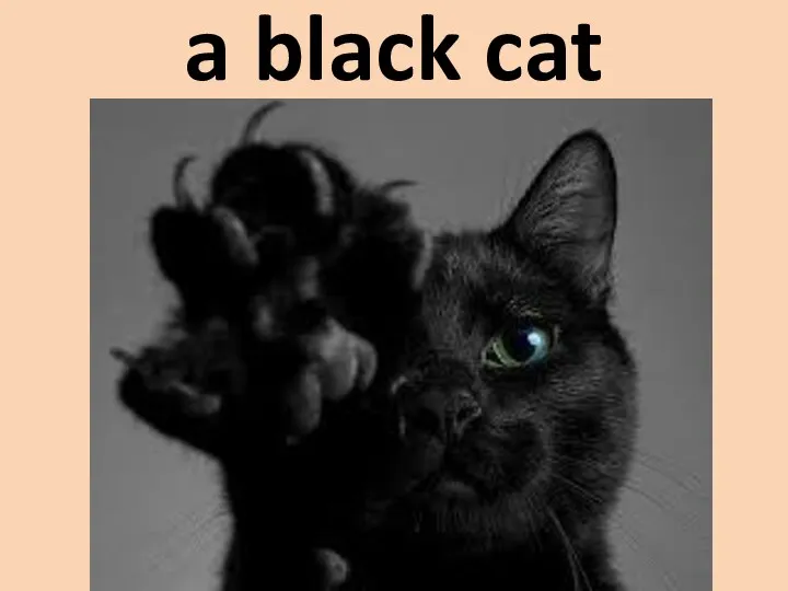 a black cat