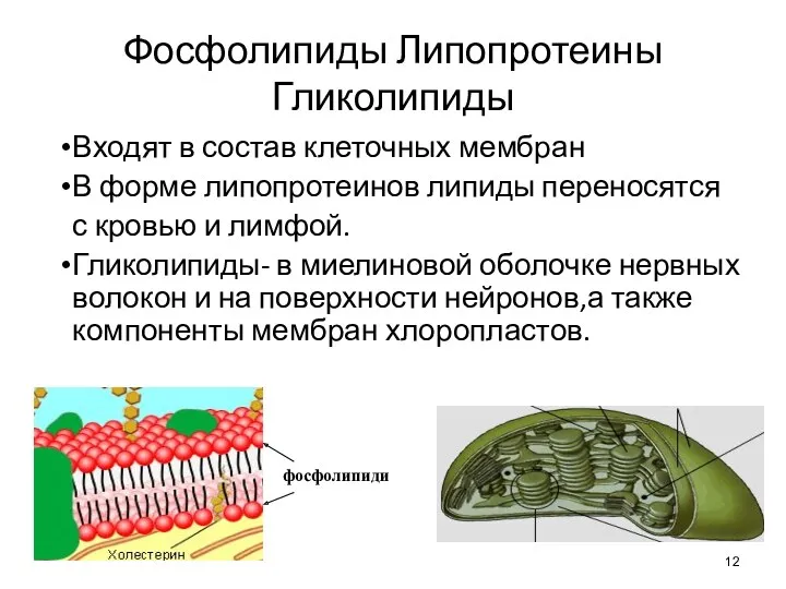 Фосфолипиды Липопротеины Гликолипиды Входят в состав клеточных мембран В форме