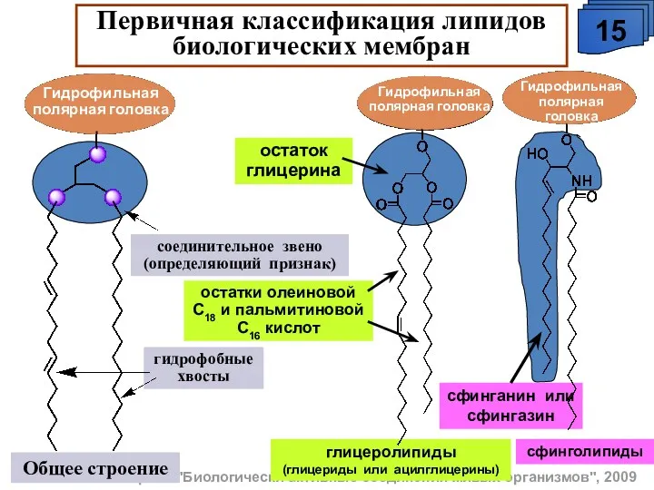 А.М. Чибиряев "Биологически активные соединения живых организмов", 2009 Общее строение