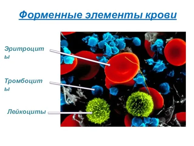 Форменные элементы крови Эритроциты Тромбоциты Лейкоциты