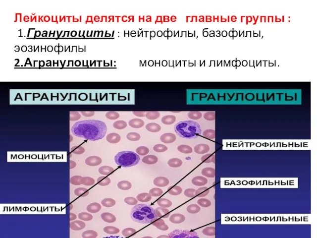 Лейкоциты делятся на две главные группы : 1.Гранулоциты : нейтрофилы, базофилы, эозинофилы 2.Агранулоциты: моноциты и лимфоциты.