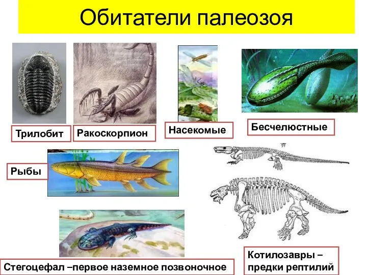 Обитатели палеозоя Трилобит Ракоскорпион Бесчелюстные Рыбы Стегоцефал –первое наземное позвоночное Котилозавры – предки рептилий Насекомые