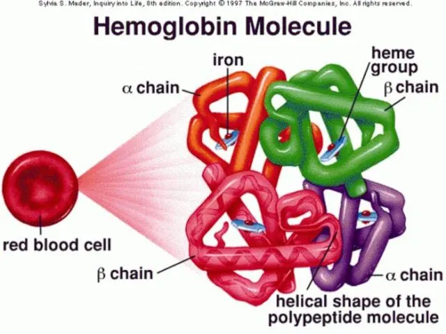 ГЕМОГЛОБИН М – 140-150 г/л Ж – 130-140 г/л HbP