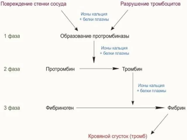 Легкие человека состоят из мельчайших легочных пузырьков – альвеол.