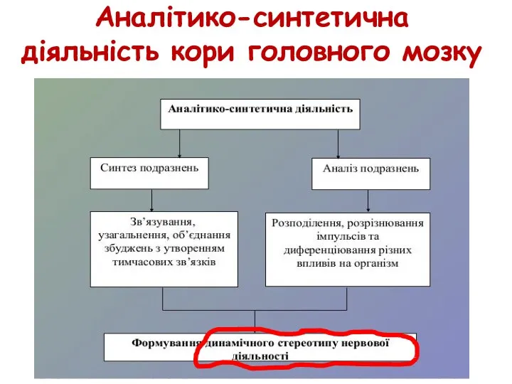 Аналітико-синтетична діяльність кори головного мозку