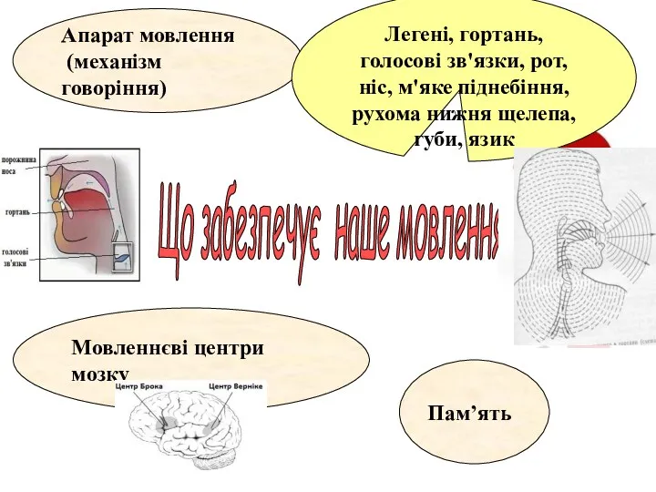 Що забезпечує наше мовлення Апарат мовлення (механізм говоріння) Легені, гортань,