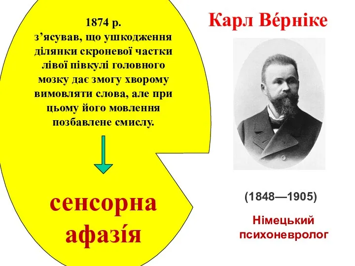 Карл Вéрніке (1848—1905) 1874 р. з’ясував, що ушкодження ділянки скро­невої