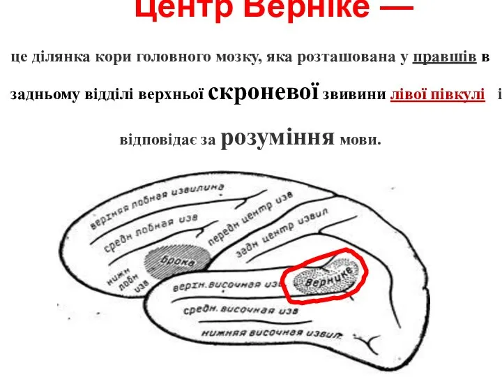 Центр Вéрніке — це ділянка кори головного мозку, яка розта­шована